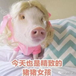 肥猪猪的日常娱乐吃瓜,揭秘娱乐圈吃瓜背后的故事