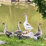 爱豆吃瓜娱乐白鹭,白鹭带你揭秘娱乐圈幕后故事