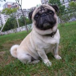 巴哥犬,中国古老犬种的魅力与养护指南