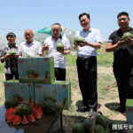 娱乐吃瓜小南瓜小说,小南瓜瓜笔下吃瓜小能手崛起记
