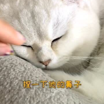 只想和你睡1月半喵,一场浪漫的冬日恋曲