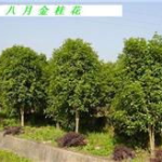 荆州苗木,华中香樟第一镇，绿色产业富民新篇章