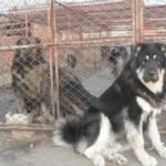 肉狗养殖基地,产业现状、发展前景与养殖技术解析