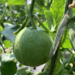 娱乐圈吃瓜模板制作,揭秘明星们的幕后恩怨与情感纠葛