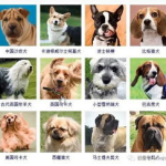 狗名字大全,创意与个性的完美结合