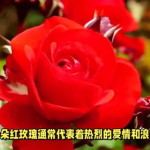一朵玫瑰花代表什么,玫瑰花语情感解读