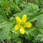 猫爪草胶囊,传统中药的现代应用与疗效解析”