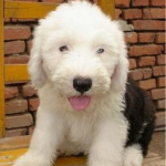 古代牧羊犬价格,品种、地域与品质影响下的价格差异