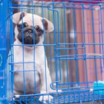 娱乐吃瓜宠物推荐,盘点那些爱看热闹的萌宠