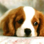 娱乐吃瓜君狗被蜂蜜咬,娱乐吃瓜君的意外“甜蜜”风波